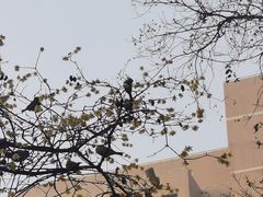 -西安大兴善寺
