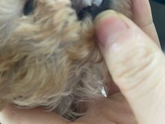 -安安宠医·安宠宠物医院