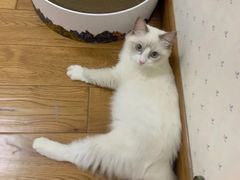 -老吴的猫·猫舍(新区店)