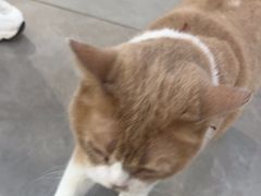 -伟伟宠物医院·CT影像中心·瑞派犬猫综合性门诊(汉口总院)