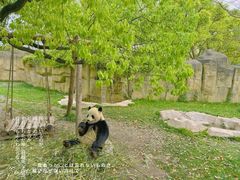 -上海野生动物园