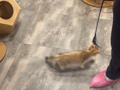 -楼上猫咖(罗湖店)