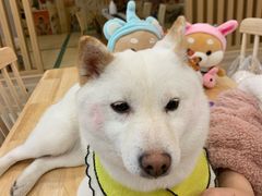 -柴犬小屋·柴餐厅·狗咖食堂(金鼎广场店)