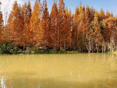 -桤木河湿地公园