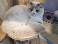 -momokira米努特·德文卷毛猫·棉花面纱犬