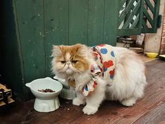 -豌豆小院咖啡馆
