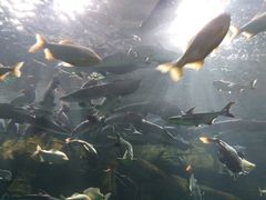 -哈尔滨波塞冬海底世界