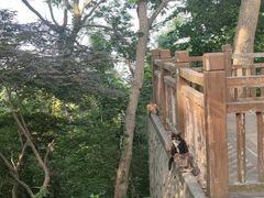 -紫金山山顶公园