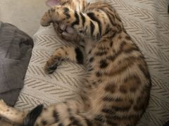 -瑞鹏宠物医院·骨科·猫科·内科(第一中心)
