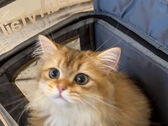 -柚子猫舍·精品猫舍购猫·猫咪认养·购宠·宠物店