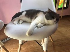 -李小姐の猫咖啡馆(五角场店)
