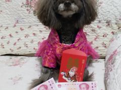 -北京赛佳动物医院