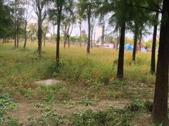 -上海长兴岛郊野公园