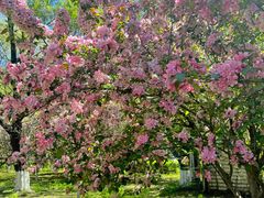 -长白岛森林公园