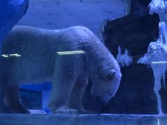 -芜湖新华联大白鲸海洋公园