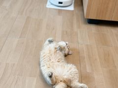 -唐小姐の私宠·宠物洗护美容·撸猫馆·购宠(周浦万达旗舰店)