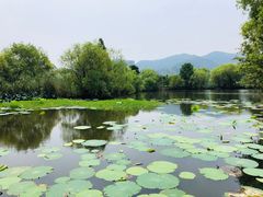 -长兴太湖图影湿地文化园