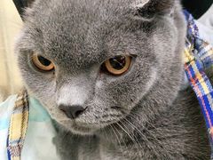 -爱侣宠医·鹦鹉专科·小型哺乳类·异宠专科(灵石路店)