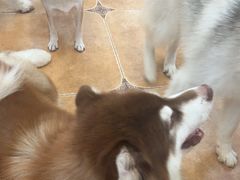 -Let's go狗咖·猫咖·奶狗·桌游(春熙路IFS店)