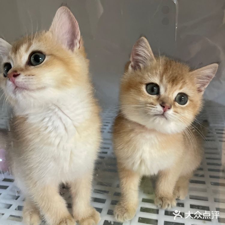 哗🙀全网no.1的猫舍原来在这里㊙️养猫有明灯🐈保180天