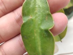 -探花·意境江南菜·唐伯虎文化体验店·松鼠桂鱼(观前店)
