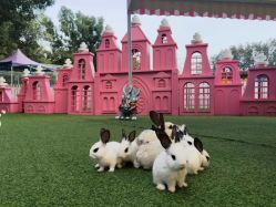 -萌宠亲子动物乐园(槐房万达店)