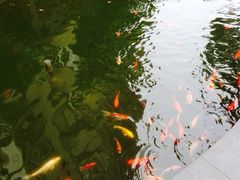 iphone_upload_pic-十八棵（老龙井）御茶园(老龙井店)
