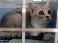 -伟伟宠物医院·瑞派猫友好医院·猫科(光谷店)