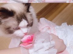 -滚猫咖啡·猫咖·猫友好撸猫(未来城店)