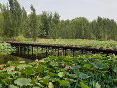 -白洋淀景区