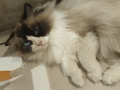 -平行世界·猫咖(首经贸店)