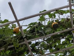 -中国天府农业博览园