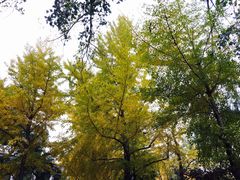 景点-什刹海-后海