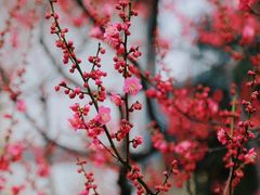 -梅花山(明孝陵内)