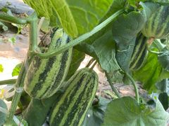 -庞各庄翠芳园西瓜蔬菜基地采摘园