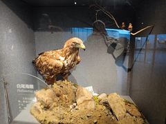 -武汉园博园(武汉自然博物馆)