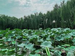 -团结湖公园