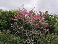 -狐尾山公园