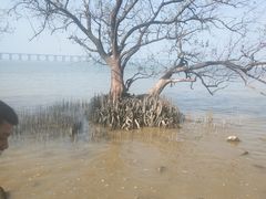 -宝安西湾红树林湿地公园