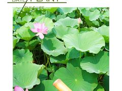 -滕州微山湖红荷湿地景区