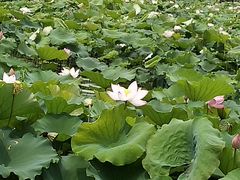-荷塘月色湿地公园·向阳花洲