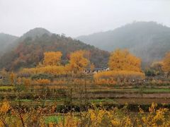 -千年银杏谷文化旅游区