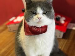 -猫色咖啡·猫咖