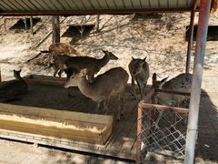 -北京鹿世界主题园