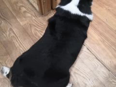 -猫色咖啡·猫咖