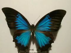 -吉林省自然博物馆