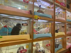 -宠物兔专门店(天丰利市场店)