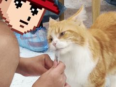 -喵园·猫主题咖啡厅·撸猫·猫咖(国贸店)