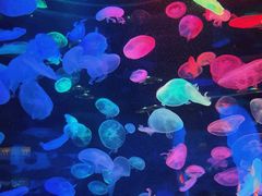 -合肥海洋世界
