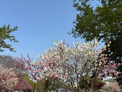 -羊山湖公园